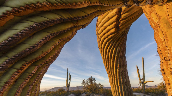những bức ảnh đẹp về thiên nhiên cây xương rồng saguaro