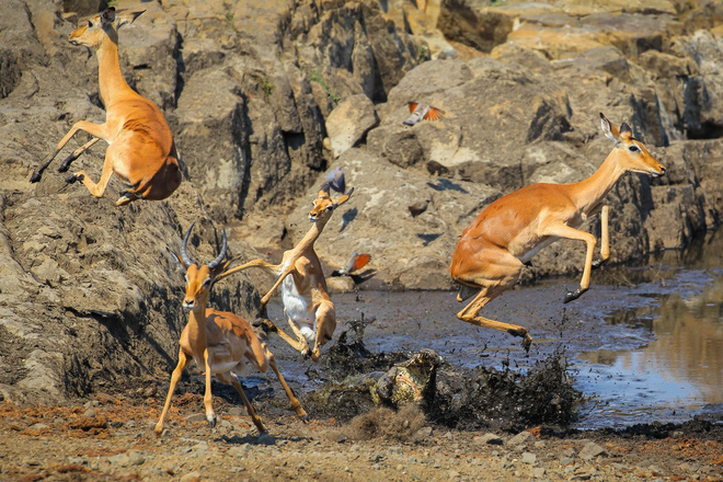 Bầy linh dương Impala bị một con cá sấu sông Nile tấn công