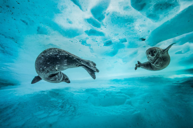 Hai mẹ con hải cẩu Weddell đang bơi lội trong dòng nước băng giá ở Nam Cực